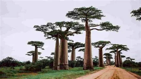  The Great Baobab Tree Enigmatic Rock Carvings and Vivid Storytelling